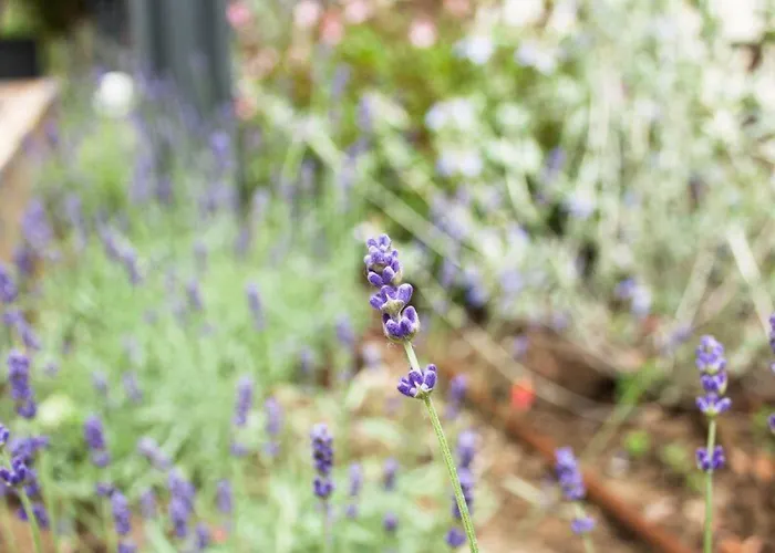 Loretta & Dependance קרביה